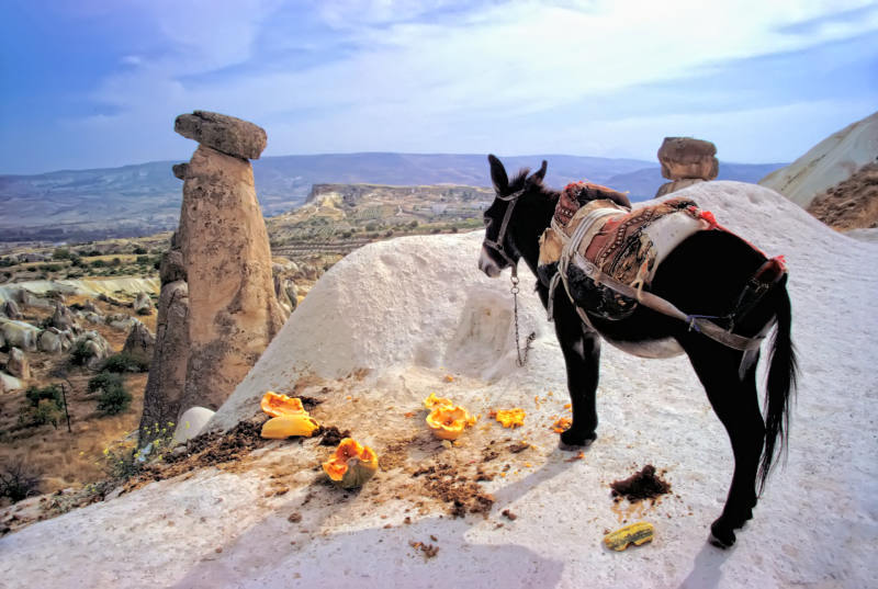 Donkey waiting for tourists, Göreme, Nevşehir Province, Turkey